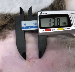 抜糸不要、傷口も小さく