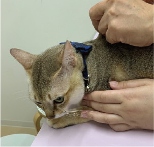 コンべニア注射